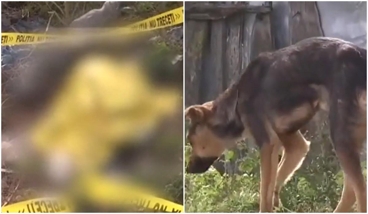 Tragedie în România: Un copil de trei ani a fost ucis de o haită de câini